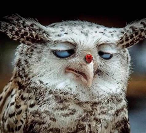 Funny Owl With Blue Eyes