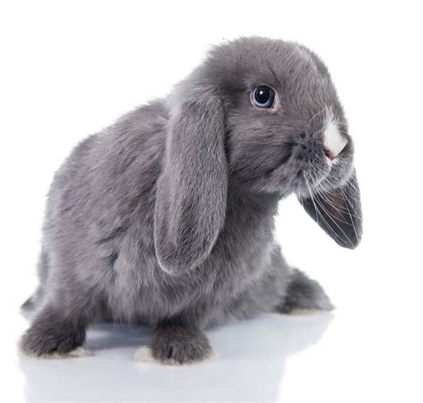 Dwarf Rabbits A Complete Guide To The Smallest Bunny Breeds