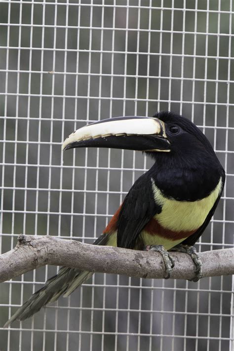 Toucan In Aviary Masters Academy