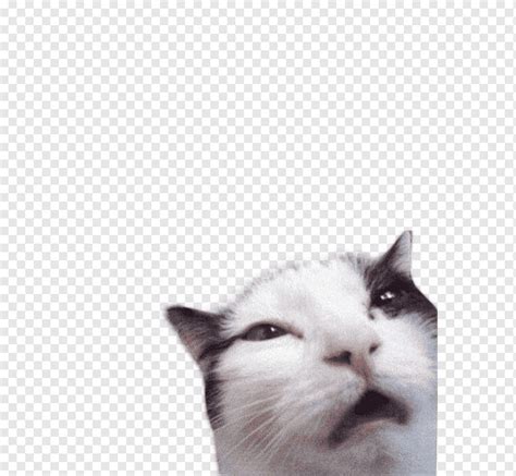 Whiskers Meme Sticker Aegean Cat Meme Face Cat Like Mammal Sticker