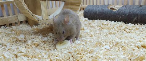 Read along to find out. Can Hamsters Eat Bananas? - Hamster Care