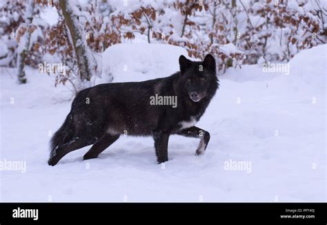 Timberwolf Canis Lupus Lycaon Winter Schnee Wildpark Kasselburg