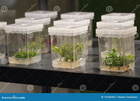 Sprouts Of Various Plants Sprout In Containers Stock Image Image Of