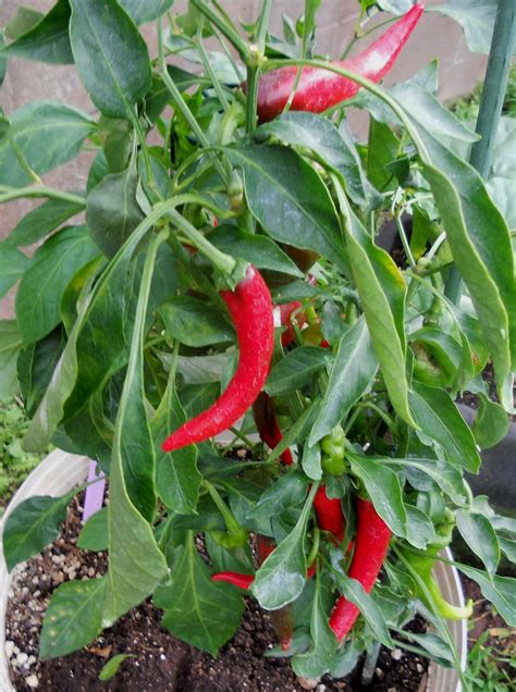 A Kitchen Garden In Kihei Maui Growing Sweet And Hot Peppers In Kihei