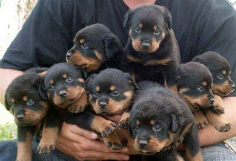 Baby Rottweiler Puppies For Sale Petsidi