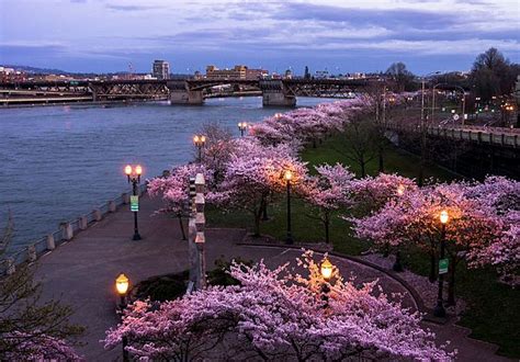 Portland Cherry Blossoms By Steven Clark Cherry Blossom Canvas
