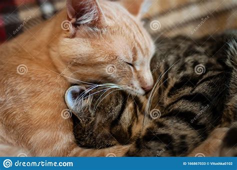 Muzzles Cute Tabby Cats Sleeping And Hugging On Brown Blanket Stock