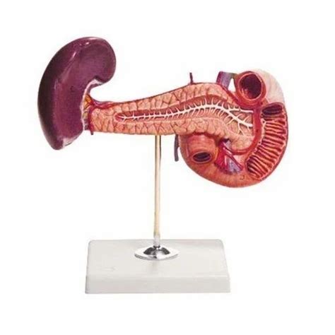 Polymerised Rubber Spleen Pancreas And Duodenum Model At Best Price In