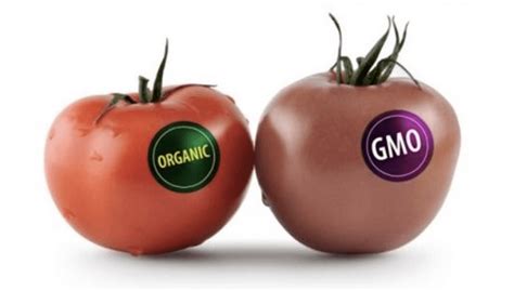 What Is A Gmo What You Need To Know Stephanie Dodier Emotional