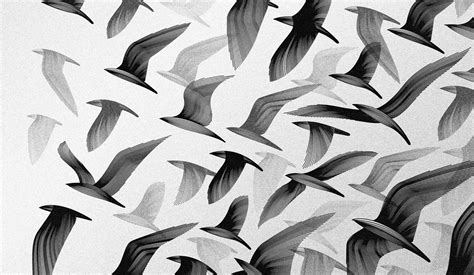 Black And White Birds Digital Art Monochrome Artwork