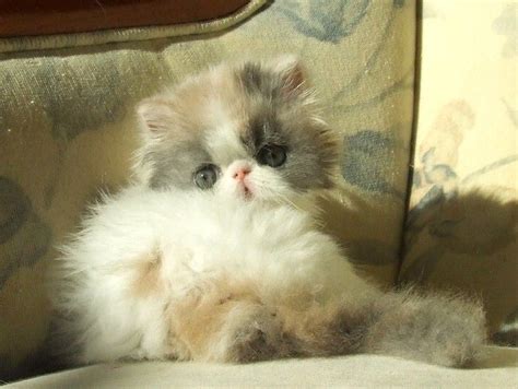 Persian Cattery Biological Science Picture Directory