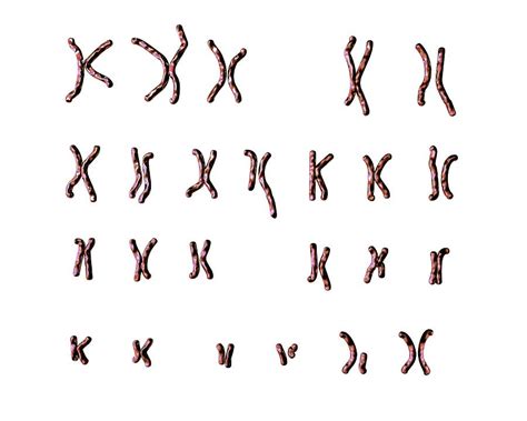 Philadelphia Chromosome Photograph By Kateryna Konscience Photo