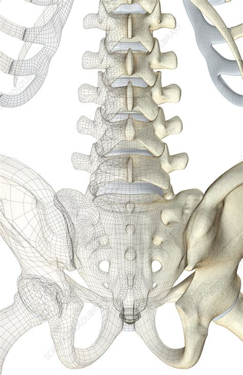It runs down the centre of the body. The bones of the lower back - Stock Image - F001/7176 ...