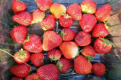 Get An Early Crop Of Strawberries Bbc Gardeners World Magazine