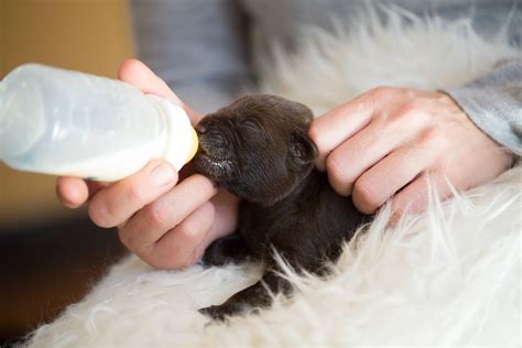 How To Take Care Of Newborn Puppies