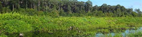 Sarawak has the largest peat area with 16,500 km2 and the. International Peat Conference - Follow up 2 - Wetlands ...