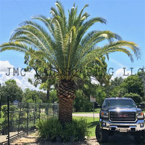 Pygmy date palm trees look beautiful in pots. Palm Trees | Canary Island Date Palm Tree | Pineapple Palm ...