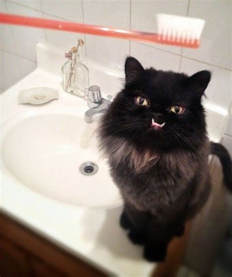 Maybe you would like to learn more about one of these? Pet Product Princess Monster Truck Cat | Gatos