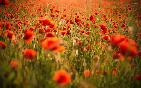 Red Poppy Wallpapers Top Free Red Poppy Backgrounds Wallpaperaccess
