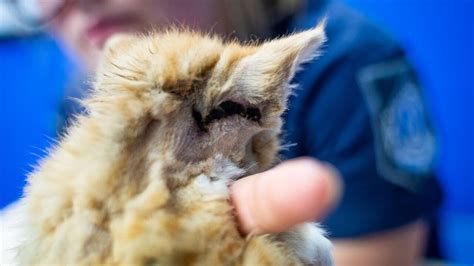 Kitten Found In Brisbane With Burn Marks Firecracker Tapped To Body