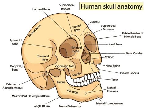Nasal Bone The Definitive Guide Biology Dictionary