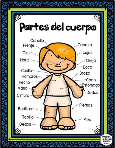 Parts Of The Body In Spanish Partes Del Cuerpo Artofit
