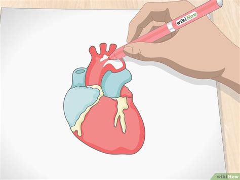 How To Draw A Human Heart Cartoon Heart Human Heart Heart Diagram