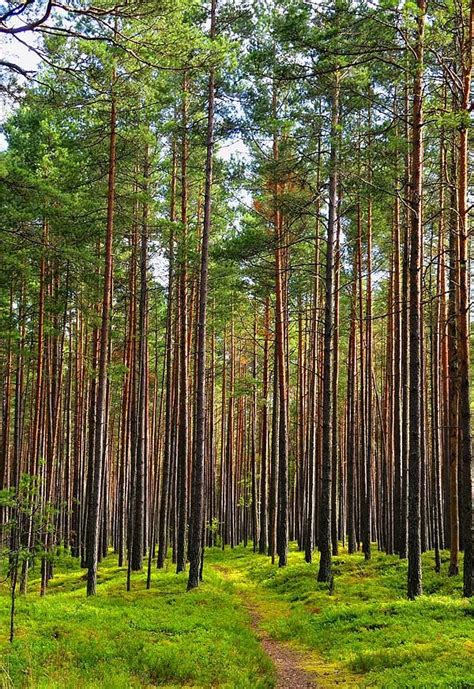 Pine Forest Lithuania Lithuania Travel Kaunas Lithuania Lithuania