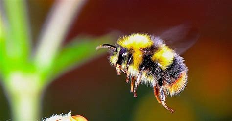 It Turns Out Bumblebees Think A Lot About Vomit When They Choose Which Flowers To Visit The