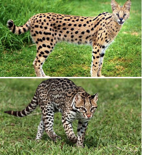 The bengal is a medium to large cat of foreign type with a strong, muscular athletic body. Can Ocelots Be Pets. Is It Legal to Own an Ocelot ...