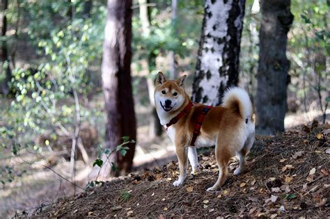 Shiba Inu Grooming Bathing Shedding And Why They Dont Need Trims