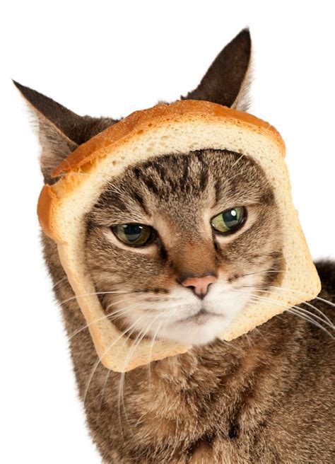 Can Cats Eat Bread Article By Cattime Animal Eating Cat Facts Cat