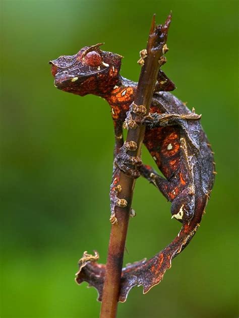 The Weird Lizard List Reptile Encounters Satanic Leaf Tailed Gecko