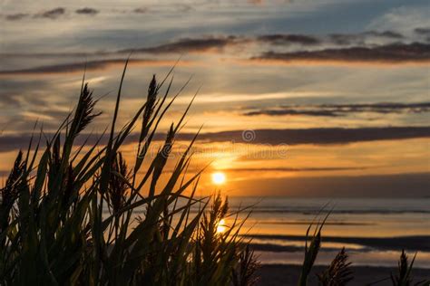 Tall Grass On Beach At Sunset Stock Photo Image Of Background