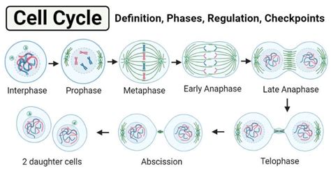 List And Describe The Phases Of The Cell Cycle