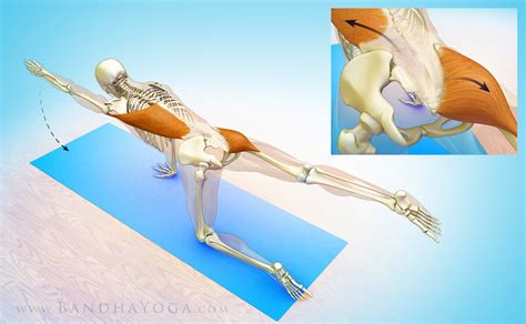 And, while very relaxing and restorative, a downward dog can also. The Daily Bandha: Your Glutes and Lats in Bird Dog Pose