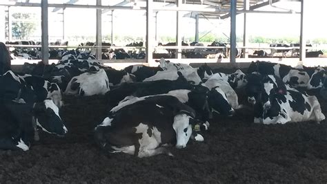 Conducta De Descanso Y Eficiencia Productiva De Las Vacas De Leche Una