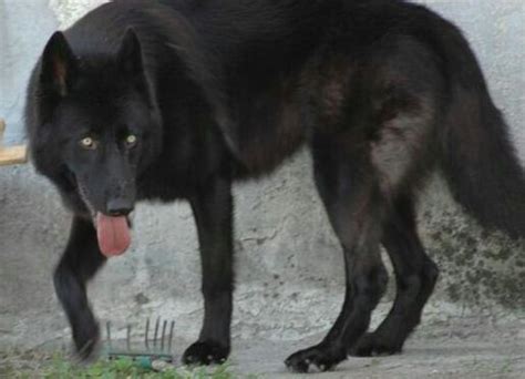 15 Most Popular German Shepherd Mix Dogs Black German Shepherd