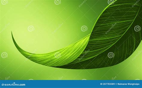 Leaf Is Green Lush On Green Background Stock Illustration
