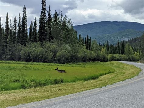 Driving The Alaska Highway A North American Safari Pencil Treks