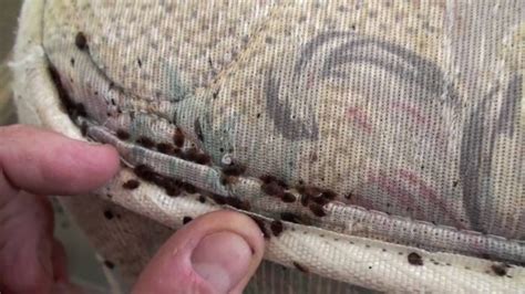 Most Common Sign Of Bed Bug Infestation Ways To Get Rid Of Bed Bugs