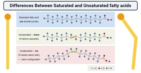 Saturated Vs Unsaturated Fatty Acids Definition 20 Differences
