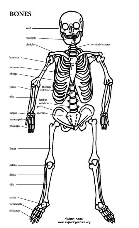Skeletal System Printable