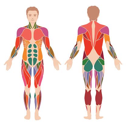 Why we study anatomy, what you'll learn. Muscle Man Anatomy Stock Illustration - Download Image Now ...