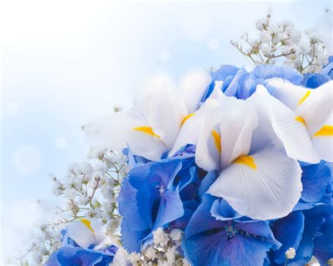 Blue Spring Flowers Phone Wallpapers