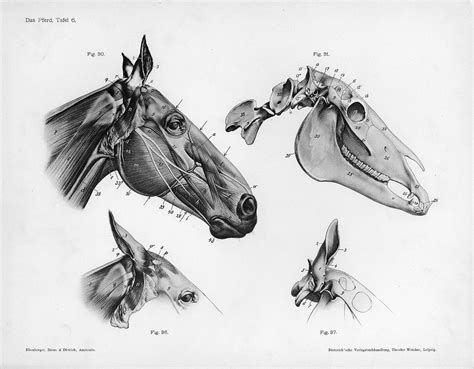 Filehorse Anatomy Head Wikimedia Commons