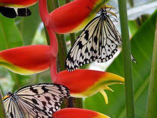 Zum glück habt ihr diesen ort gefunden: Schmetterlingsgarten Sayn - Tierpark in Sayn | PARKSCOUT ...