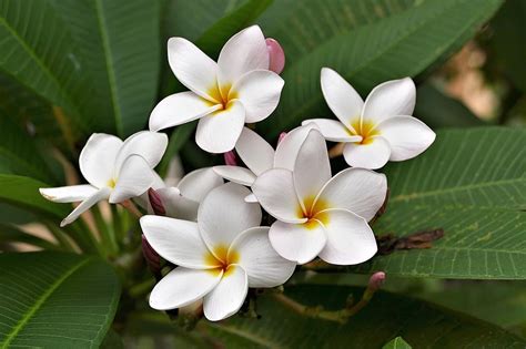 Berkenalan Dengan Bunga Kamboja Pilih Varian Terbaik Untuk Hunian Anda