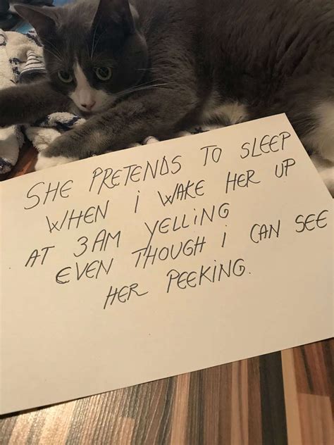 5 Cats Shaming Their Owners For A Change Very Funny
