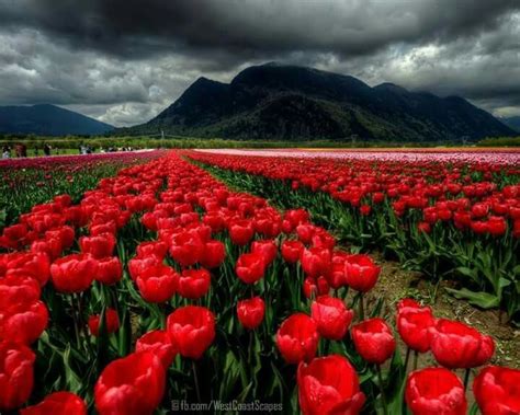 Pin By Mar García On Imágenes Bellas Red Tulips